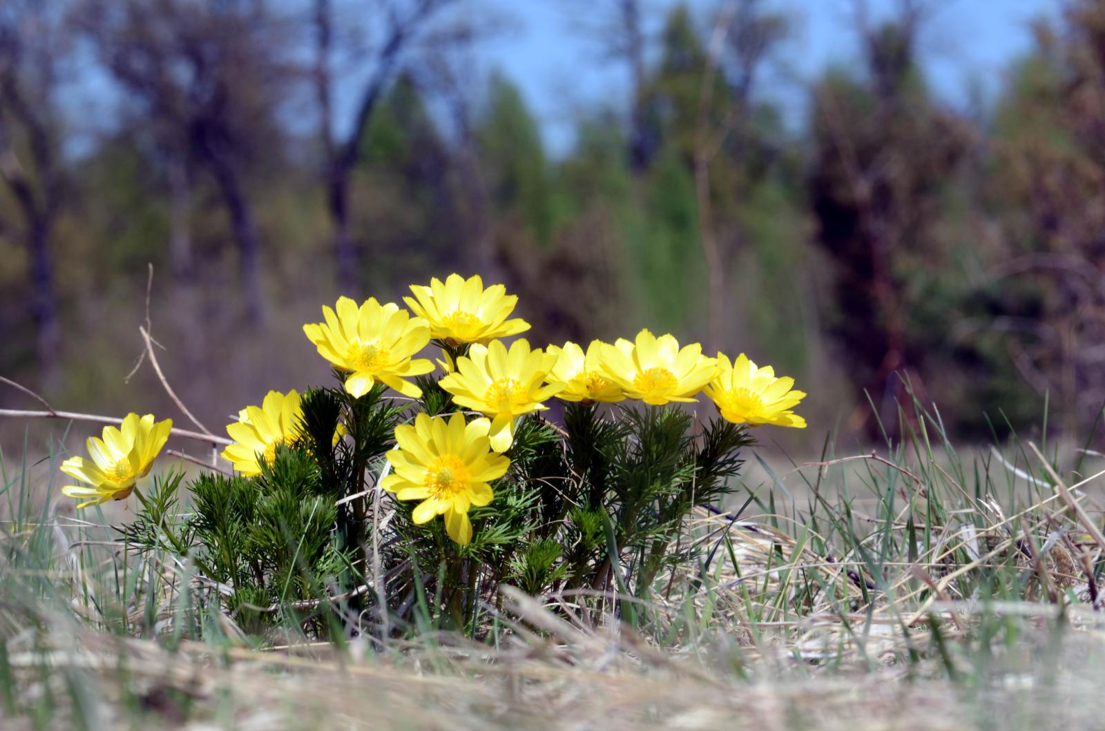 Miłek wiosenny - symbol Ponidzia (fot. Waldemar Błaziak)