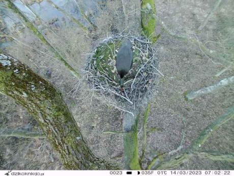 Obserwacja gniazda za pomocą fotopułapki -  Bocian czarny
