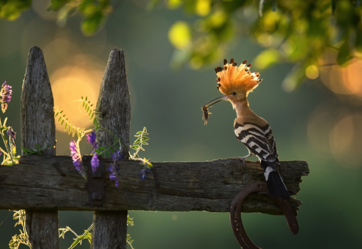 Dudek, fot. Piotr Krześlak